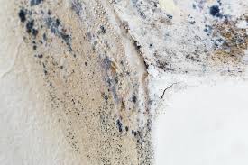 Best Black Mold Removal in Bellflower, CA